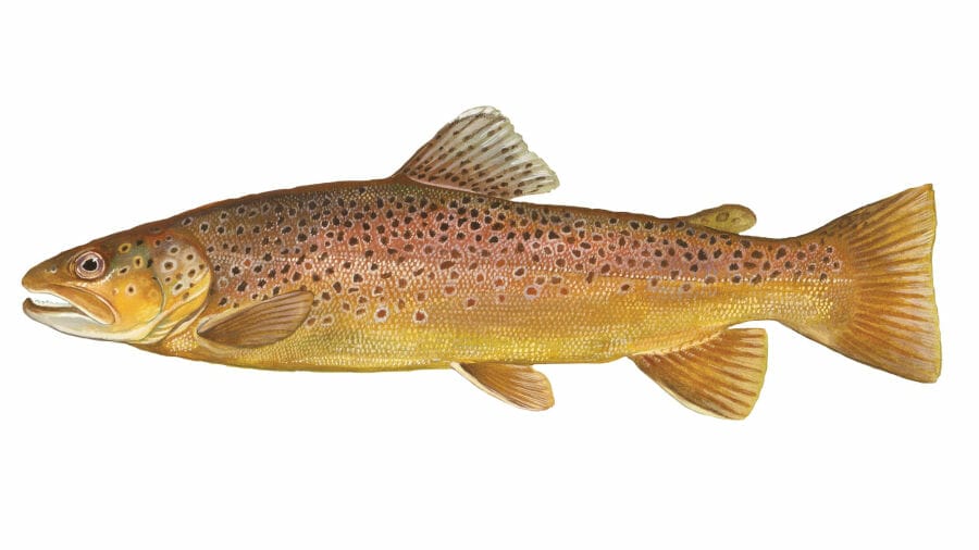 Catch your limit of Brown Trout with Salmon Chaser Charters