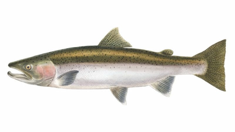 Catch your limit of Rainbow Trout with Salmon Chaser Charters